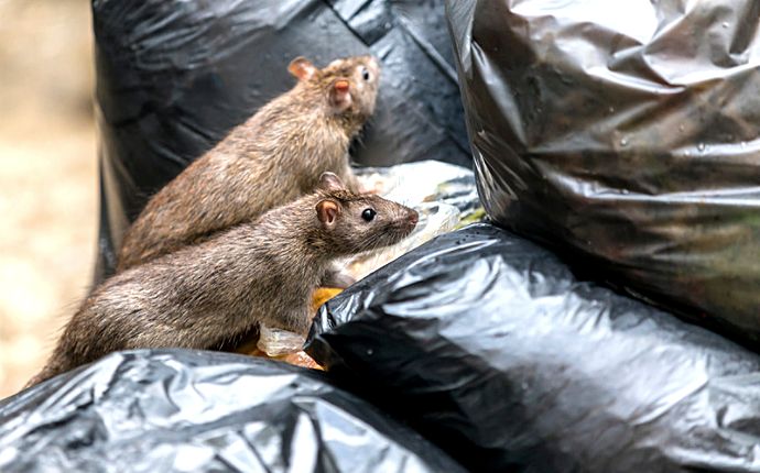 Two rats on top of a pile of black garbage