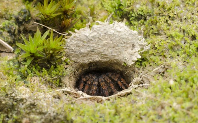 A large spider burrowed in a hole in the grass