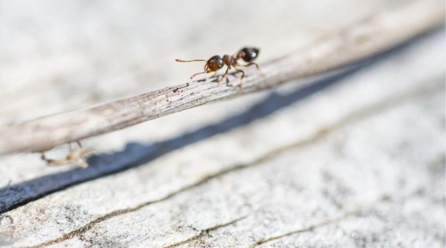 Acrobat Ants on stick