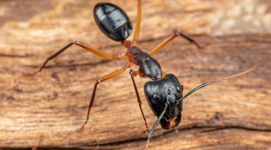 Carpenter Ants on wood log