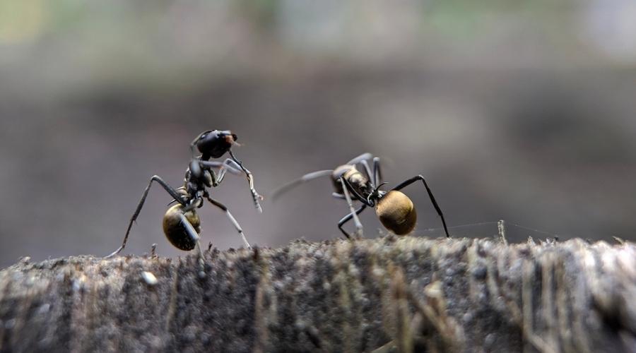 Odorous House Ants on a log