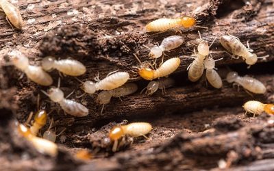 How To Get Rid of Termites Without Tenting: All the Methods You Should Know