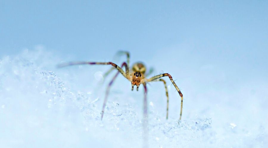 Close-up of a common spider on snow