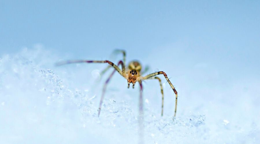 Spiders in winter? - Adirondack Explorer