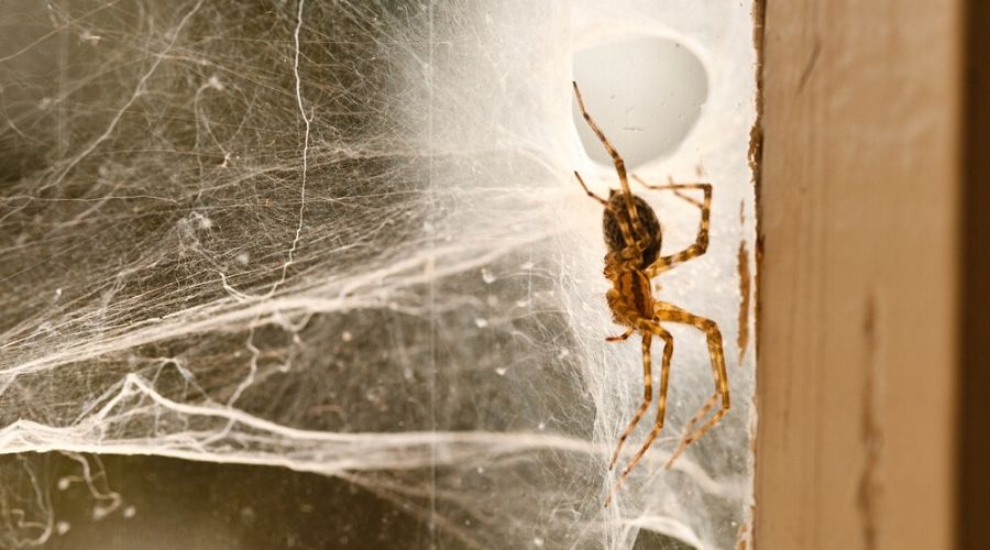 A large spider on a big nest in a basement
