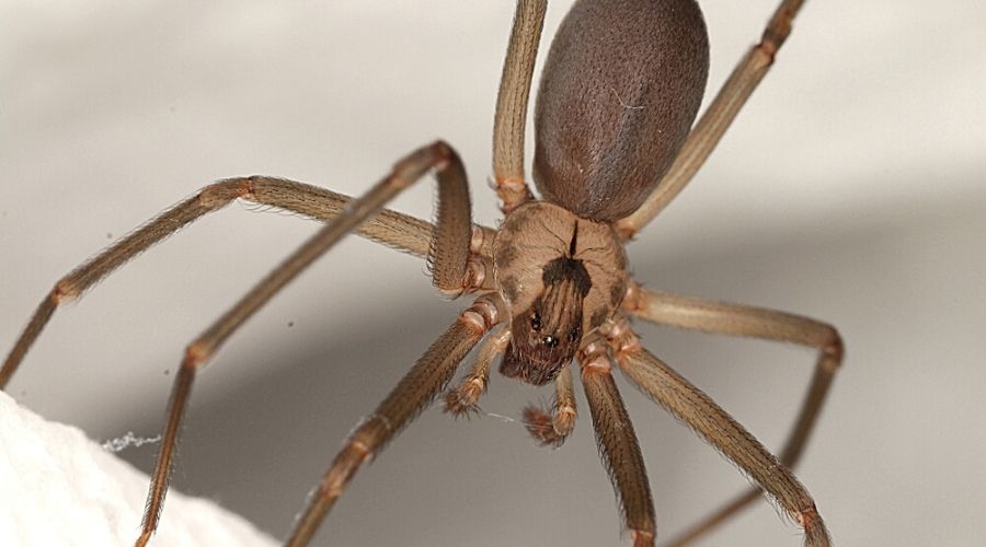 Close-up overhead photo of a brown recluse spider