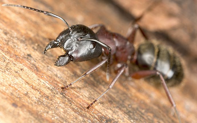 5 Tips for Controlling Carpenter Ants in Dallas