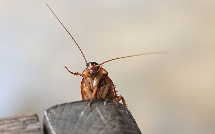 close up of a cockroach at the edge of a wooden furniture