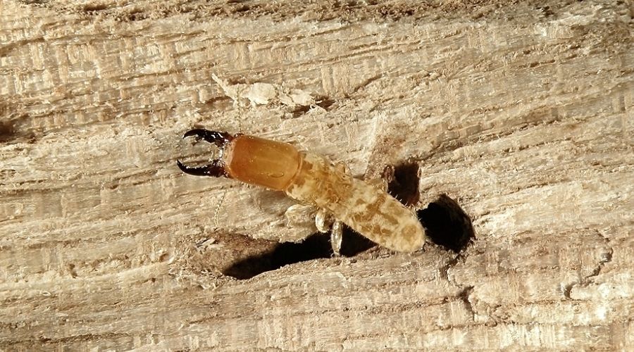 Close-up of a drywood termite on chewed wood