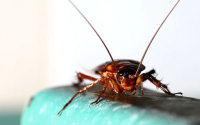 What are Cockroaches Looking for When They Enter Your San Antonio Home?