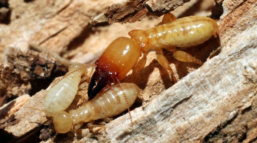 Close-up of a dampwood termite and larvae on wood