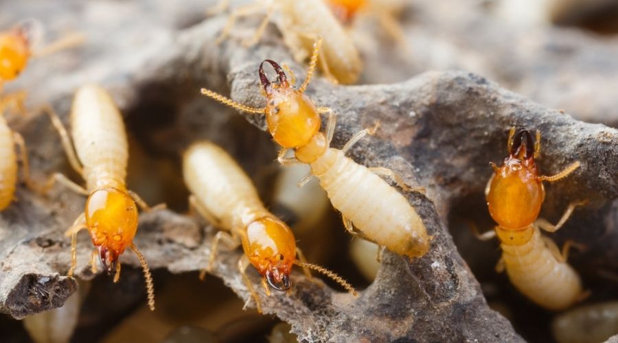 Close-up of several termites on dark wood