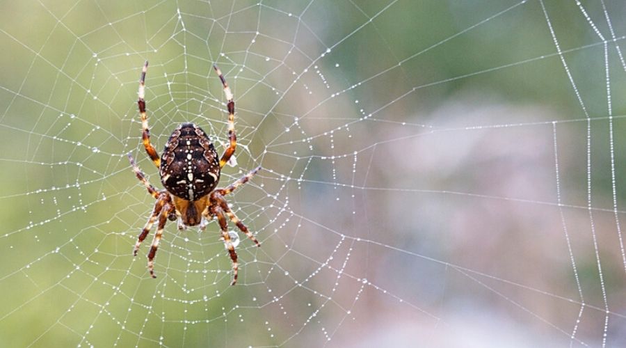 A garden spider on a web outdoors