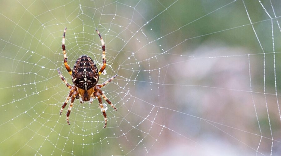 What Happens To Spiders In The Winter?