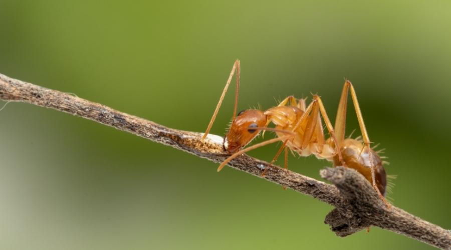 raspberry Crazy Ant on a stick up close