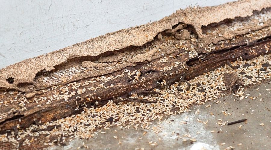 A huge number of termites around the damaged wooden base of a home