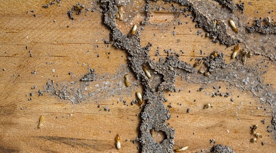 Termites and there feces on wood