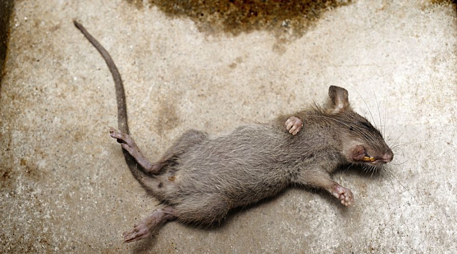 How Do You Kill Mice Without Them Smelling?