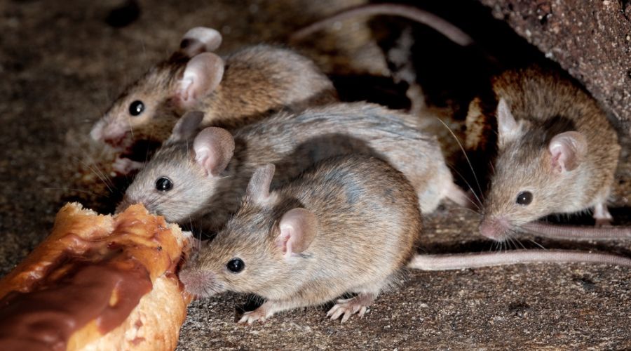 4 mice snack on a leftover pastry