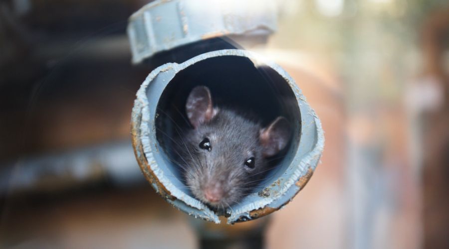 Mouse peeking out of a pipe
