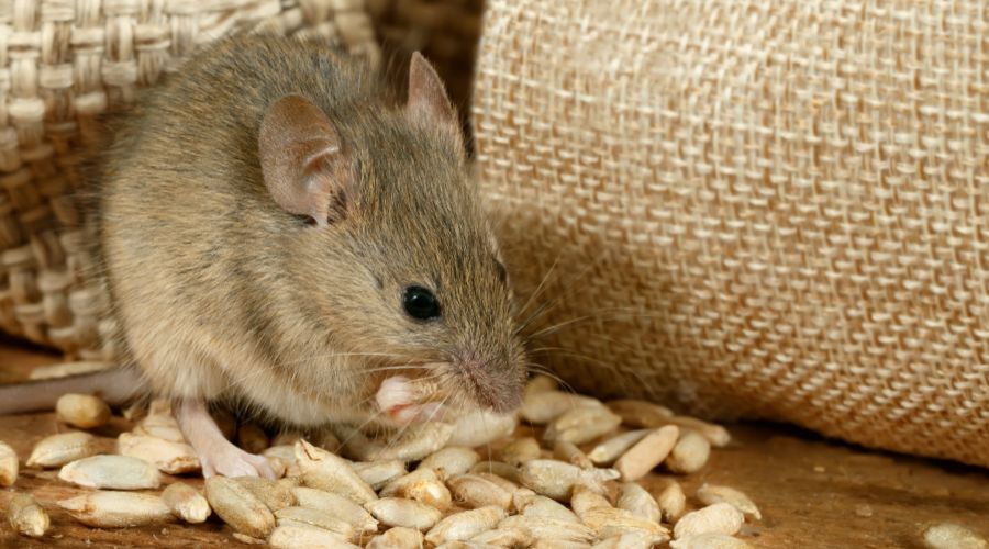 mouse standing next to burlap bags eating seeds