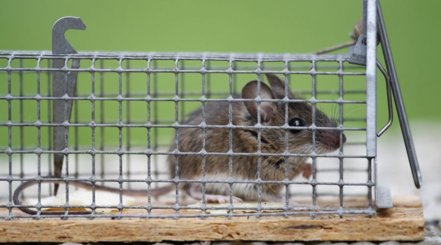a mouse in a live trap