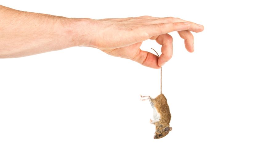 a hand holding a dead mouse by the tail