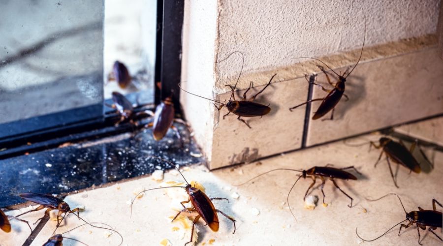 cockroaches climbing around window