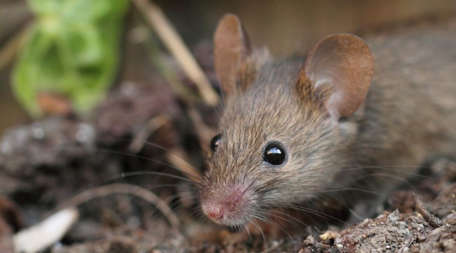 close up of a house mouse in a Forney garden