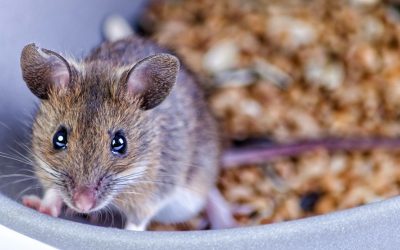 How Long Can Mice Go Without Water or Food?