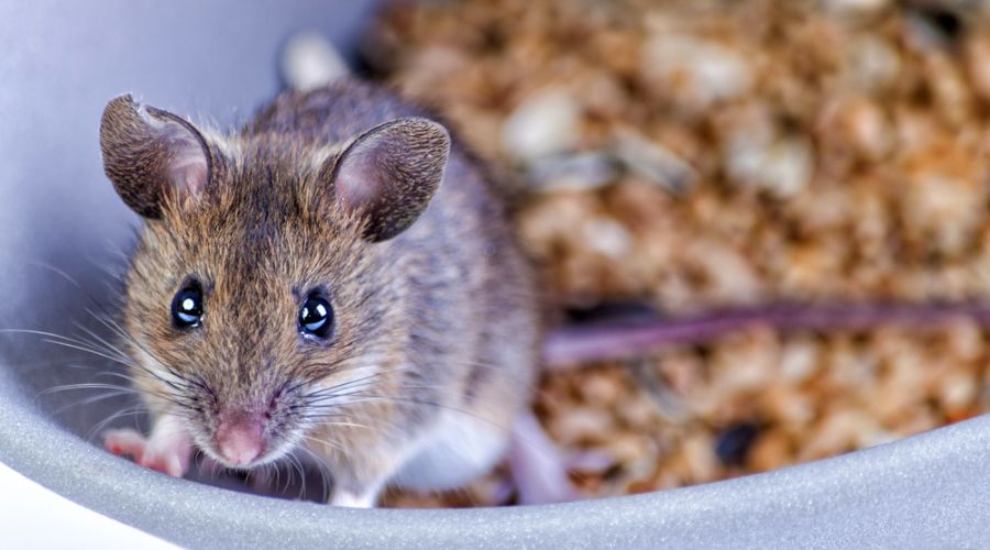portrait of a house mouse on a bowl of grains