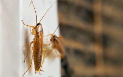 Do Cockroaches Trigger Asthma and Allergies in Lewisville Homes?