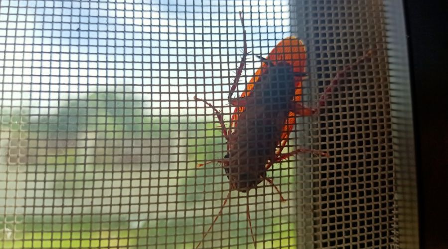 a cockroach sitting on a window screen