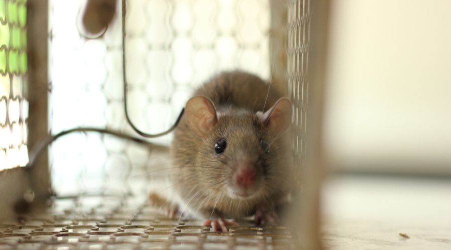 a mouse sits in a live trap