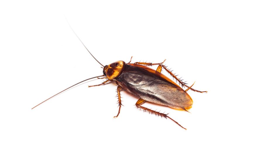 an american cockroach 