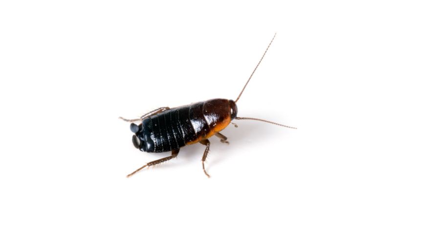 an oriental cockroach