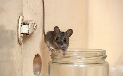 How to Avoid Mice in Your San Antonio Home