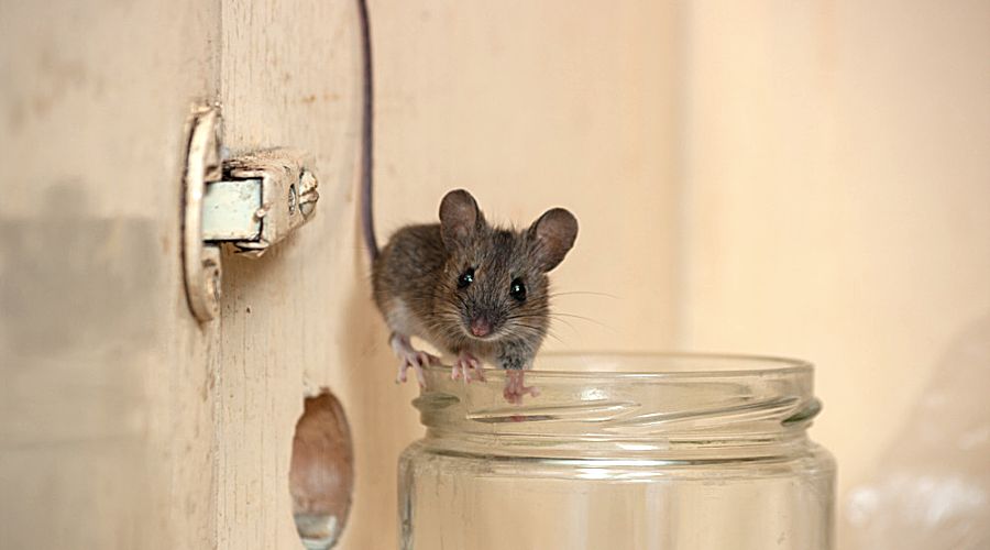 close up of a house mouse on the edge of a glass jar in the pantry