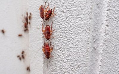 Problems Caused by Cockroaches for Dallas Homeowners