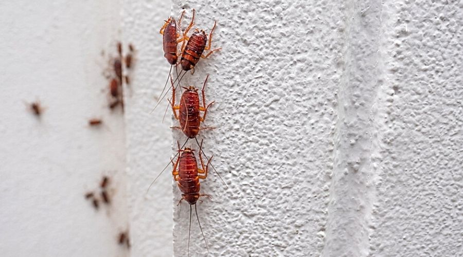 close up of cockroaches lining up on the corner of a white wall