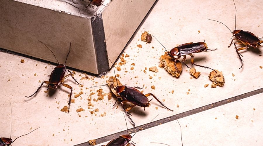 cockroaches eat cookie crumbs on a countertop
