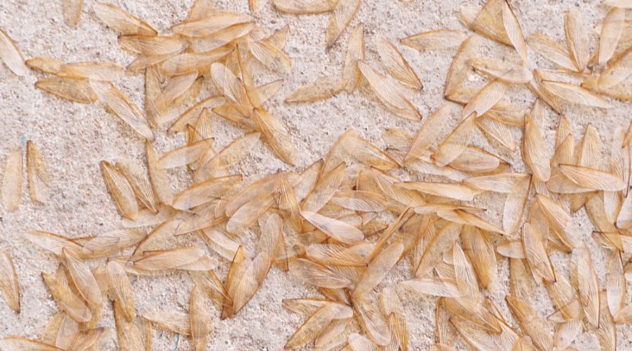 termite wings scattered on a white surface