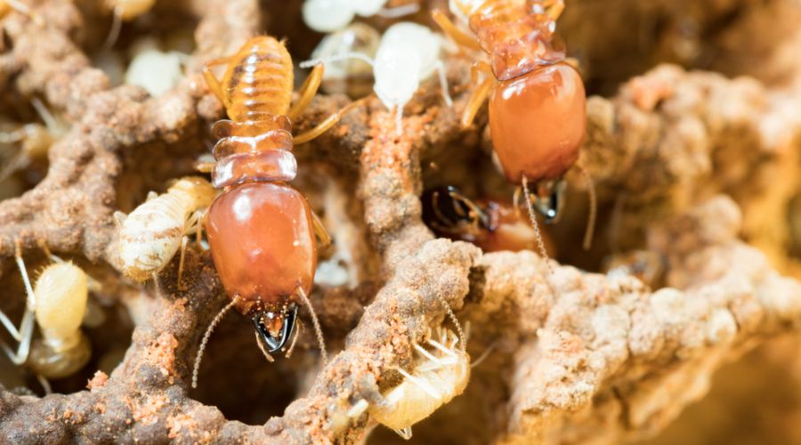 macro close up termites in anthill