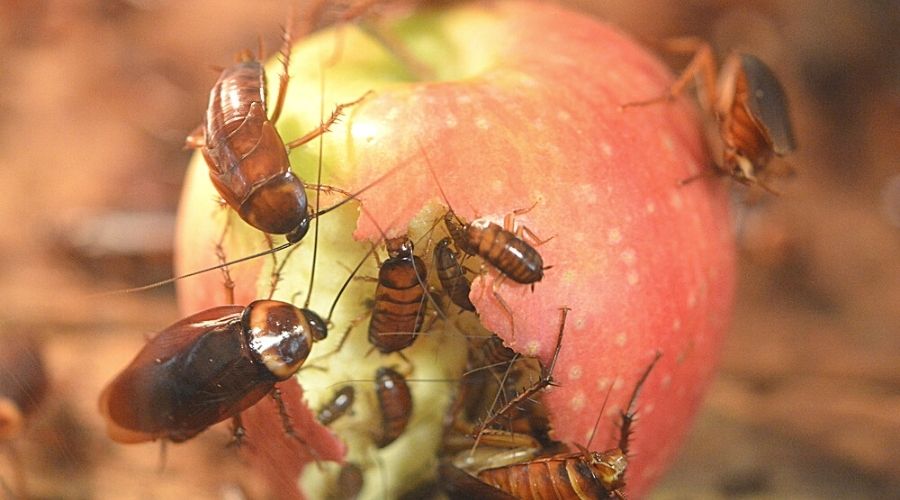 many cockroaches feeding on a leftover apple