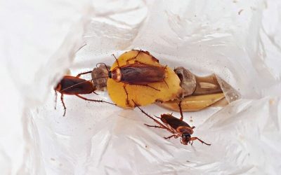 The Most Common Things that Attract Cockroaches to Houston Homes