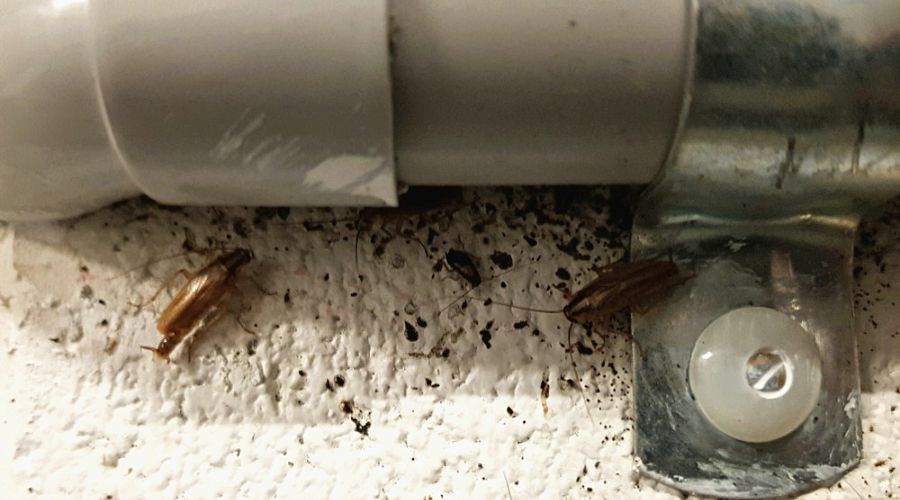 termites surround a pipe and fitting