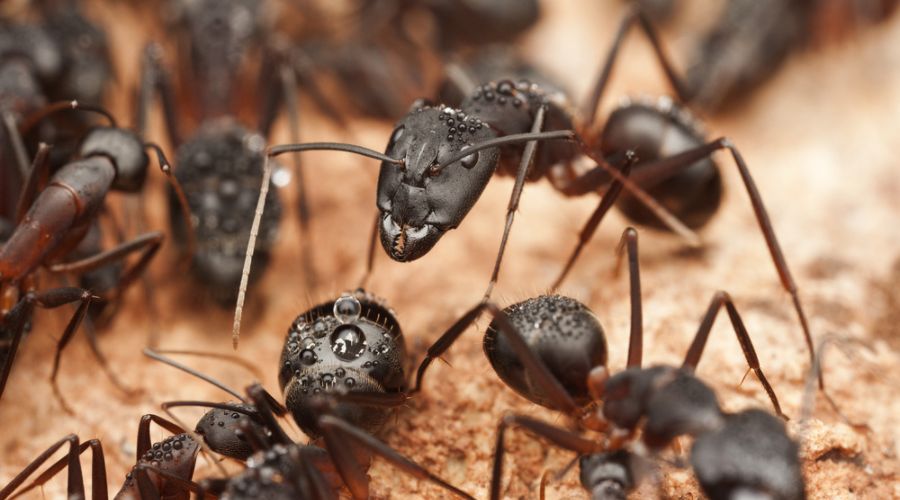 closeup of black ants