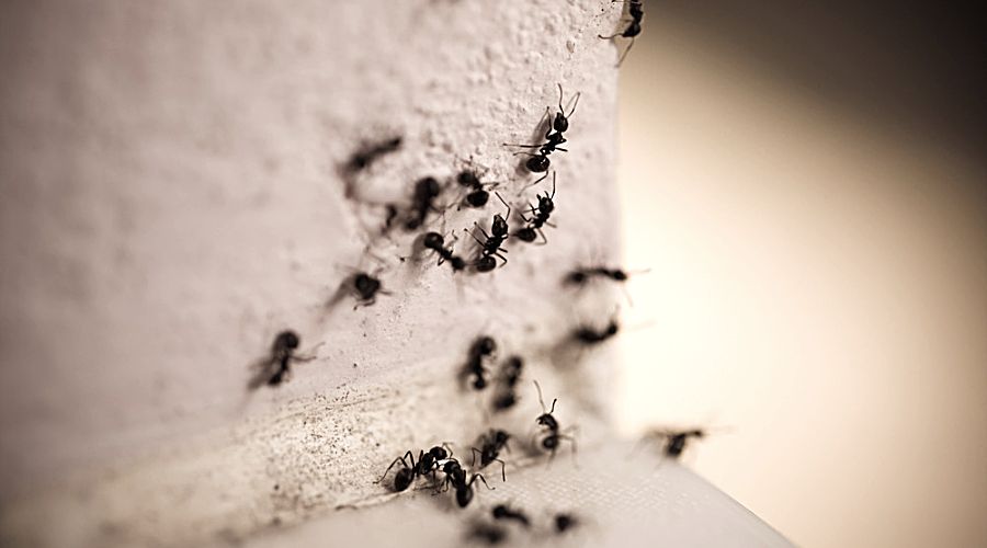 black ants crawl on a white surface