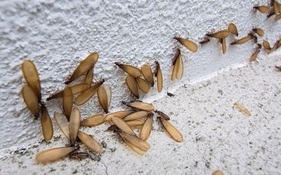 When Do Termites Swarm in San Antonio