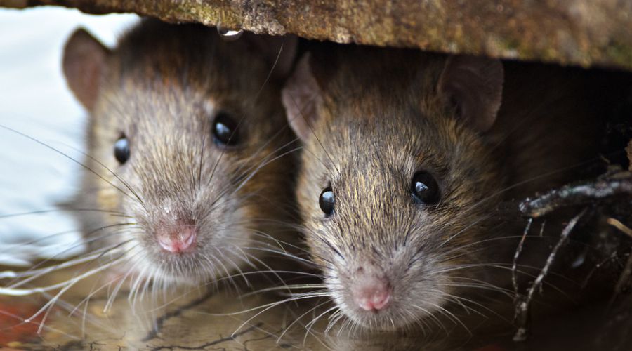 Two cute and curious Brown Rats hiding a concrete
